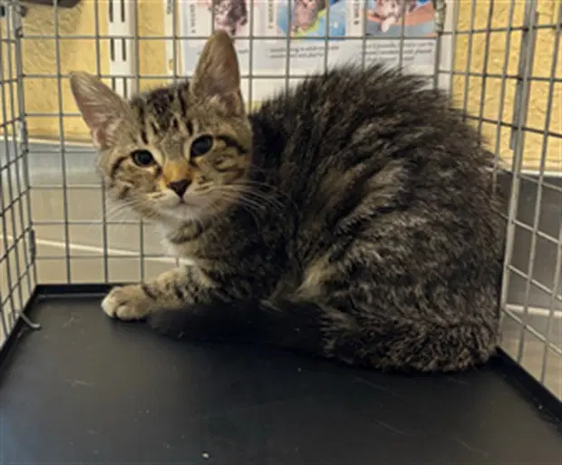 Pippi - Domestic Short Hair