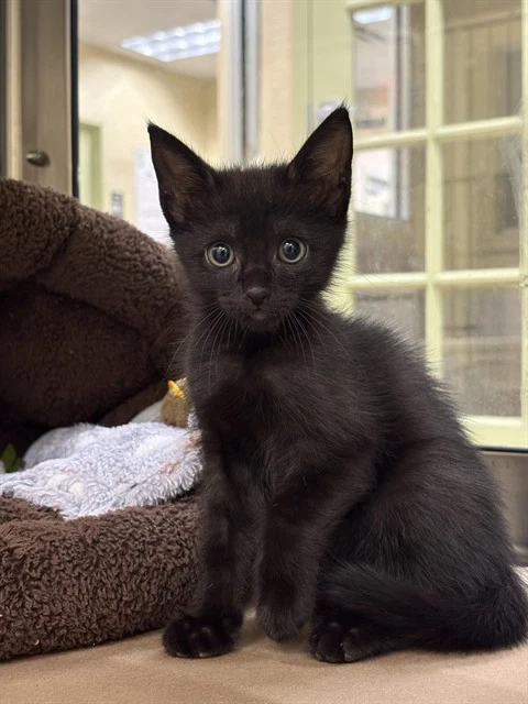 Sabrina