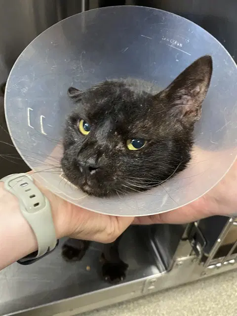 Humphrey - Domestic Short Hair