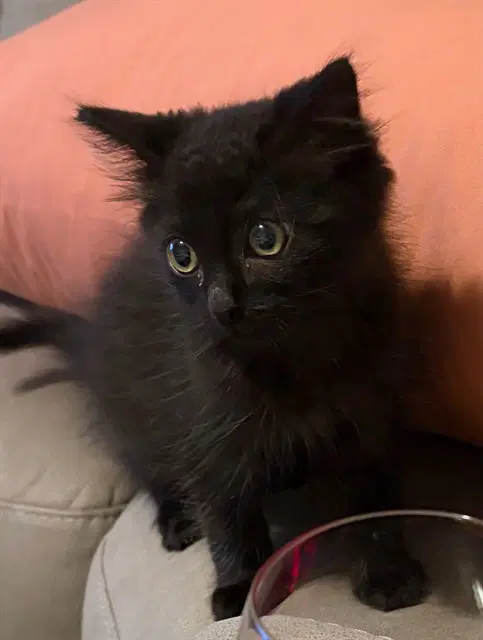 Bobbi - Domestic Medium Hair
