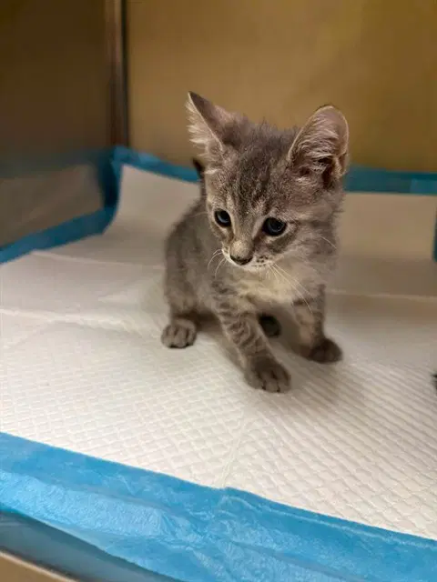 Bullwinkle - Domestic Short Hair