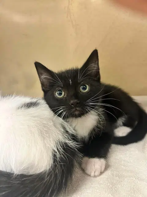 Graham - Domestic Short Hair