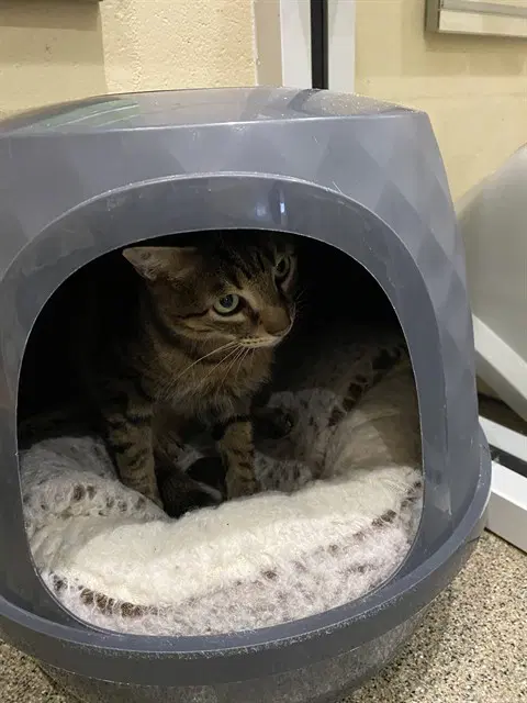 Oliver - Domestic Short Hair