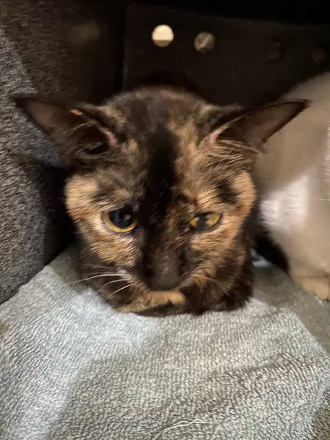Callie - Domestic Short Hair