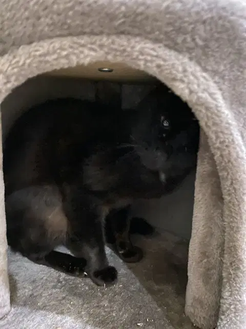 Koda - Domestic Short Hair
