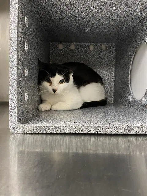 Sam - Domestic Short Hair