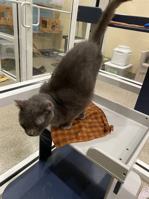 Athena - Domestic Short Hair