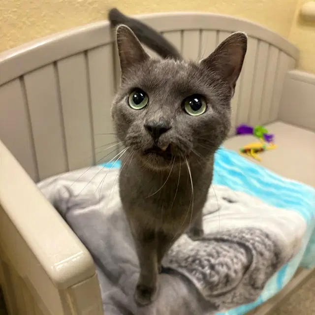 Daiku - Domestic Short Hair