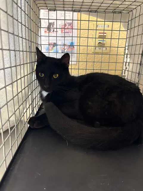 Panther - Domestic Short Hair