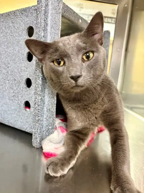 Garth - Domestic Short Hair