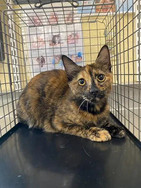 Mandy - Domestic Short Hair