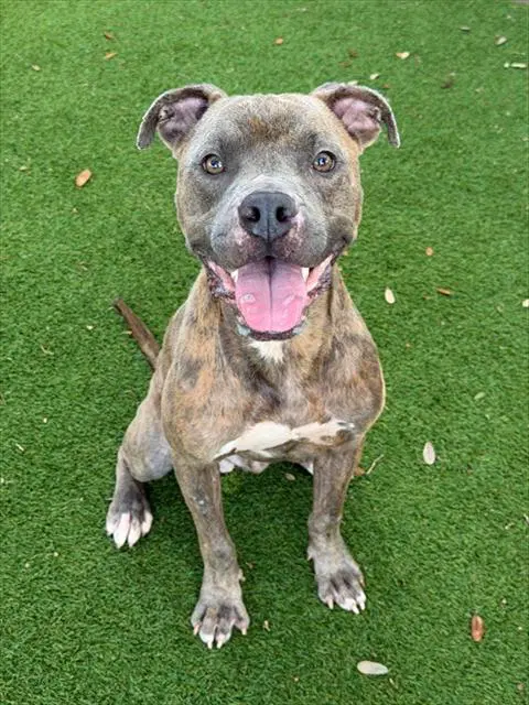 Bodie - Pit Bull Terrier