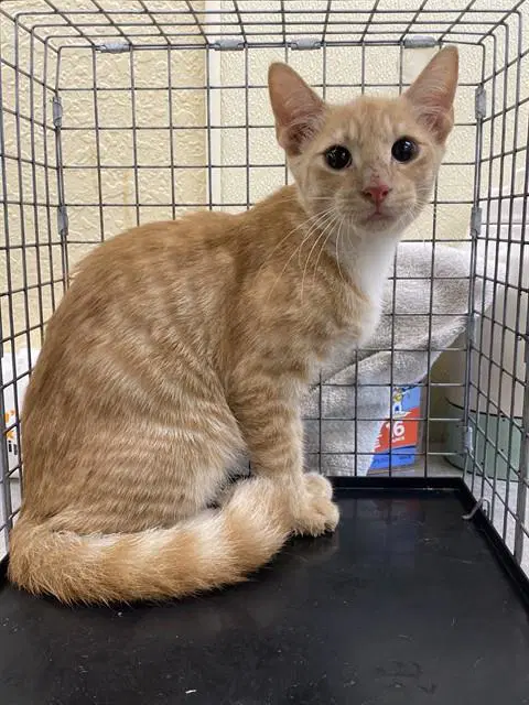 Cheddar - Domestic Short Hair