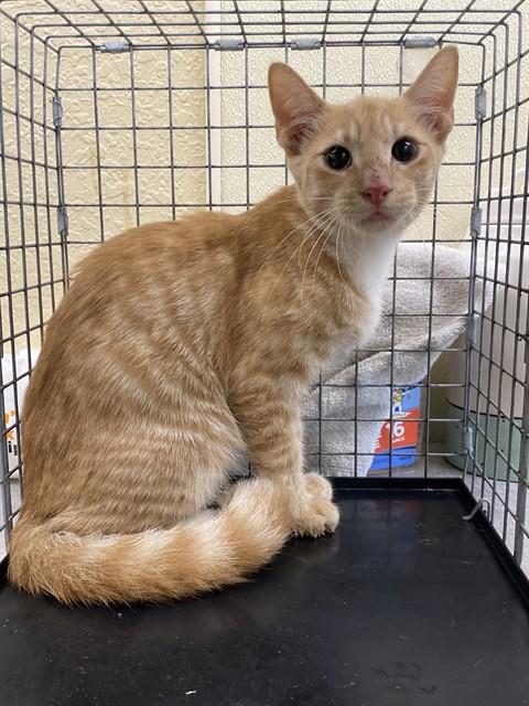 Cheddar