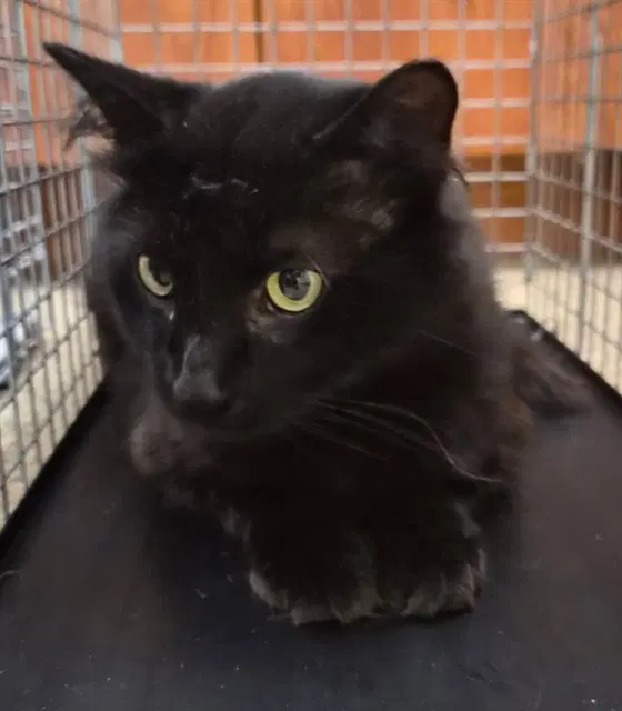 Onyx - Domestic Medium Hair
