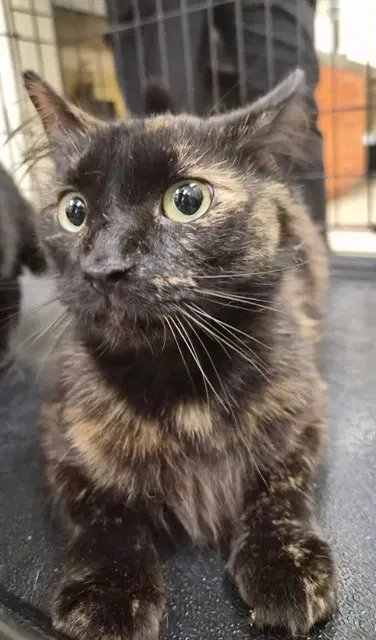 Elena - Domestic Medium Hair