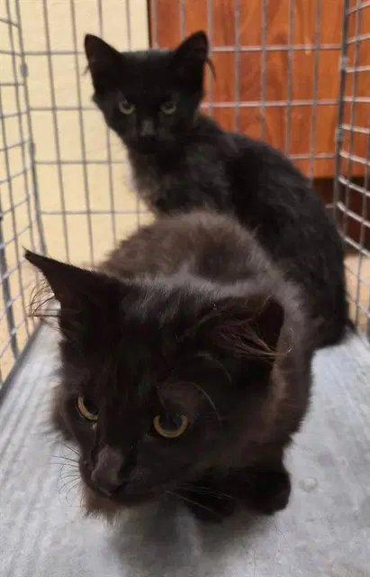 Bobble - Domestic Medium Hair