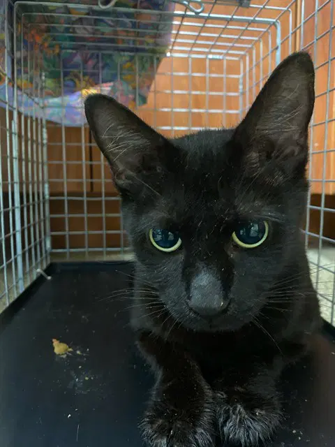 Robin - Domestic Short Hair