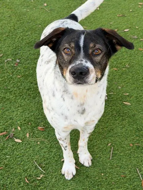 Oreo - Labrador Retriever