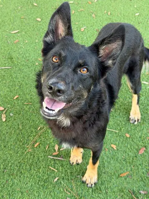 Barkley - German Shepherd Dog