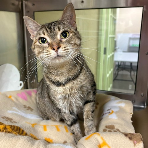 MARIPOSA, a cat for adoption from Lee County Domestic Animal Services