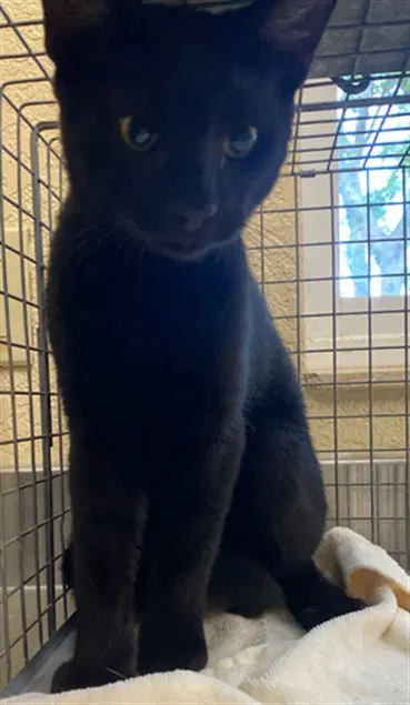 Unknown - Domestic Short Hair