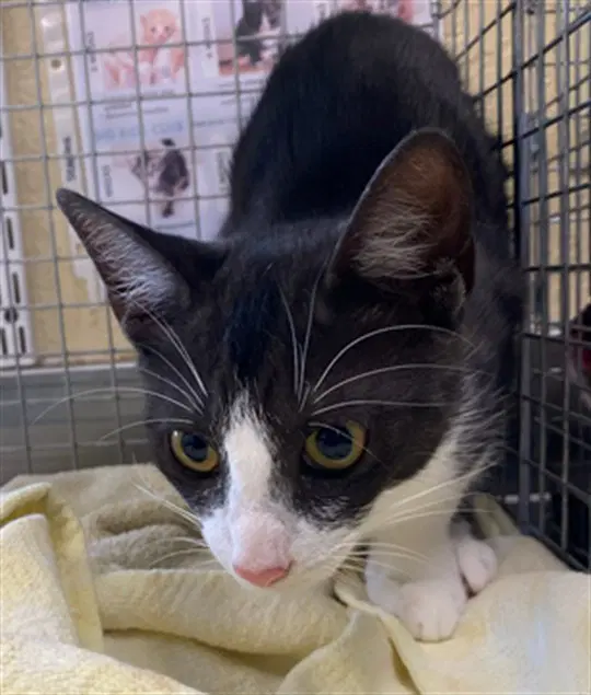 Unknown - Domestic Short Hair