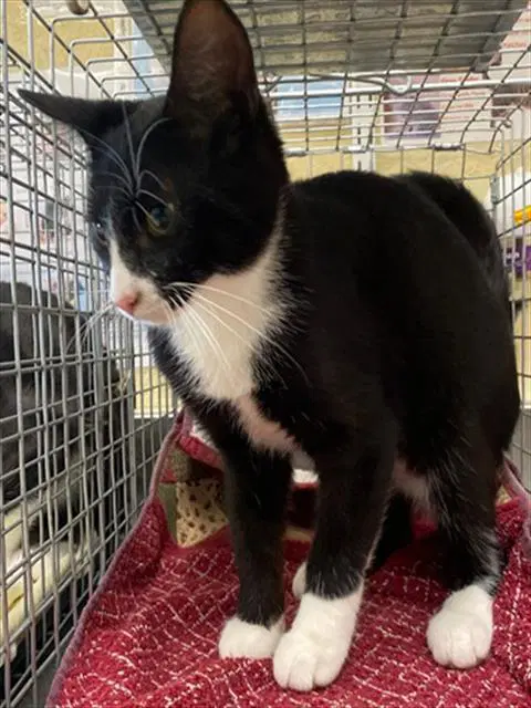 Unknown - Domestic Short Hair