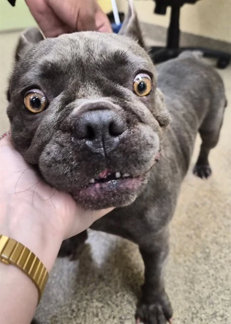 Sophie
