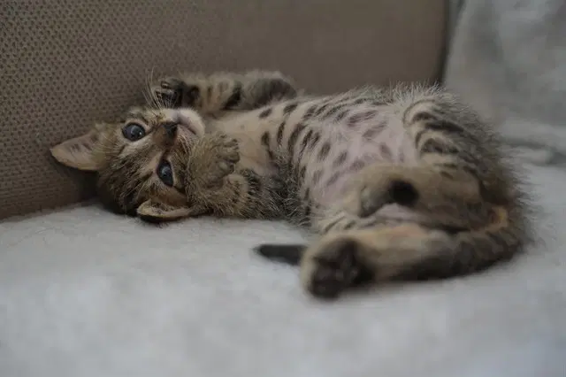 Nana - Domestic Short Hair