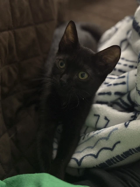 Poppy