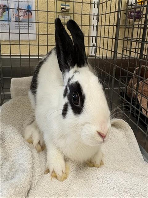 LUCY, a rabbit for adoption from Lee County Domestic Animal Services