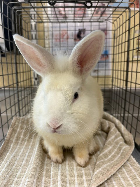 SLINKY, a rabbit for adoption from Lee County Domestic Animal Services