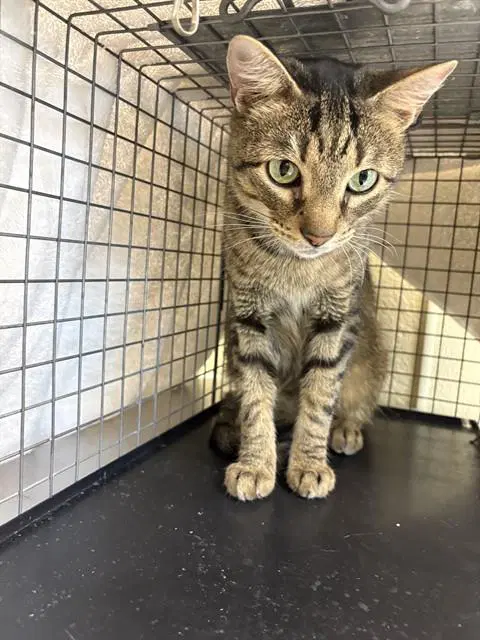 Oliver - Domestic Short Hair