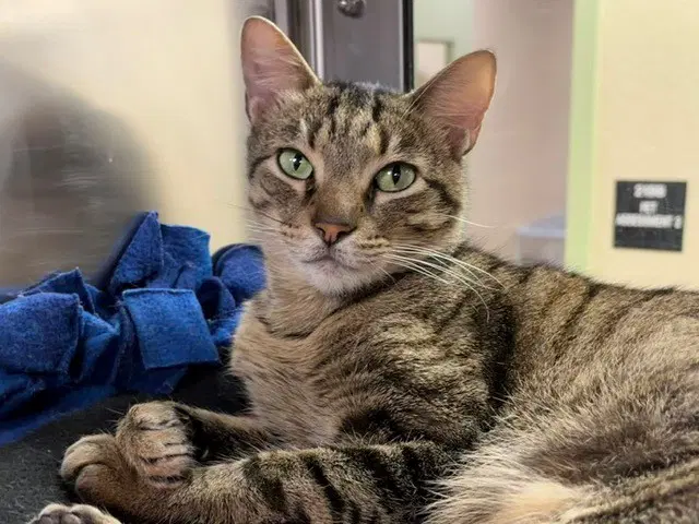 Oliver - Domestic Short Hair