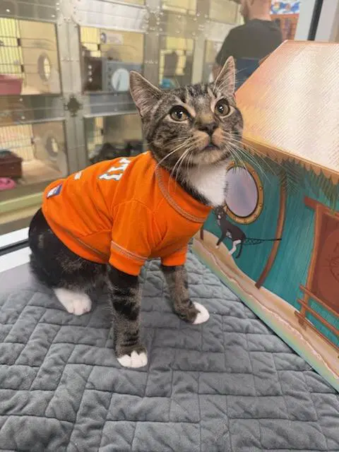Freddy - Domestic Short Hair