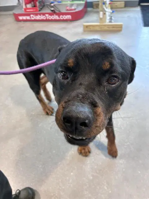 Nino - Rottweiler