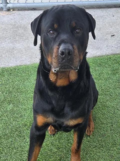 Nino - Rottweiler