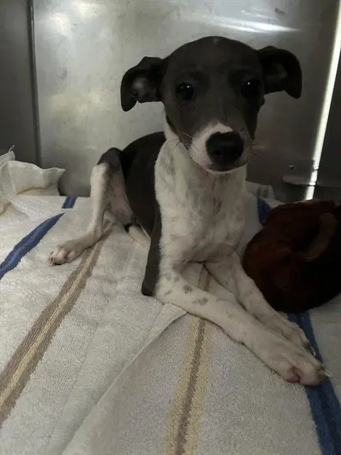 Kiwi - Italian Greyhound