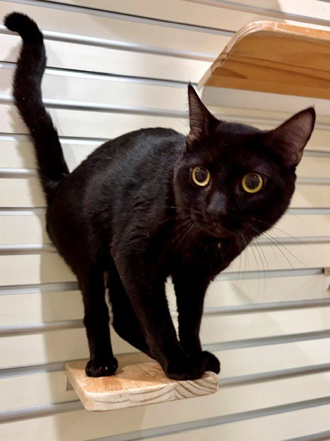 SALEM, a cat for adoption from Lee County Domestic Animal Services