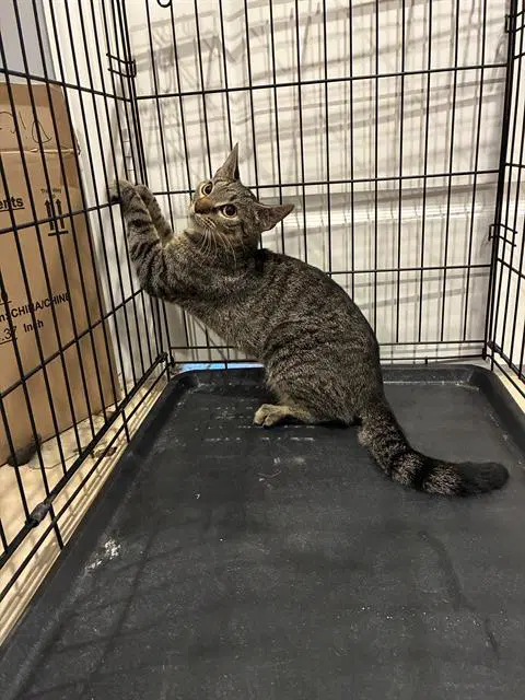 Hazel - Domestic Short Hair