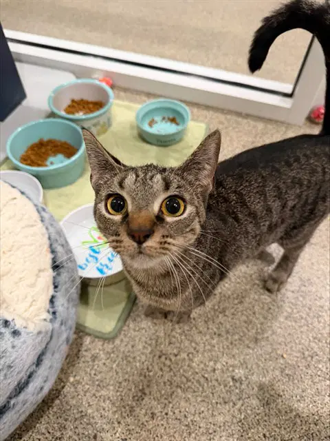 Hazel - Domestic Short Hair