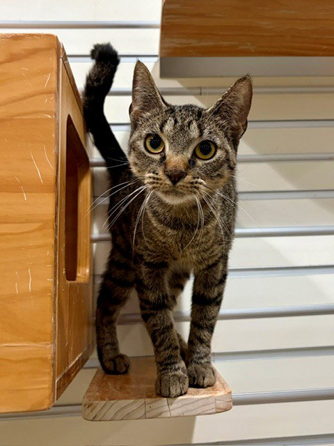 HAZEL, a cat for adoption from Lee County Domestic Animal Services