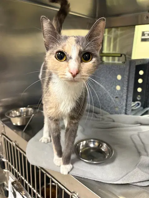 Samus - Domestic Short Hair