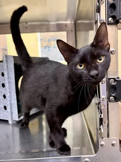 Wallie - Domestic Short Hair