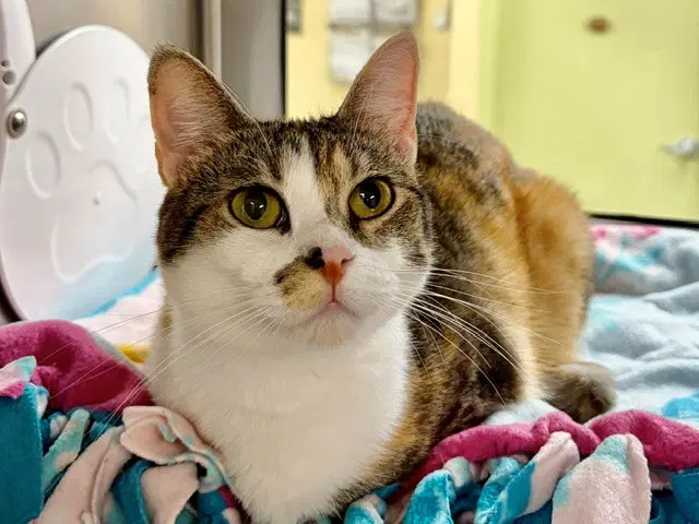 Tootsie - Domestic Short Hair