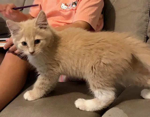 Tater - Domestic Medium Hair