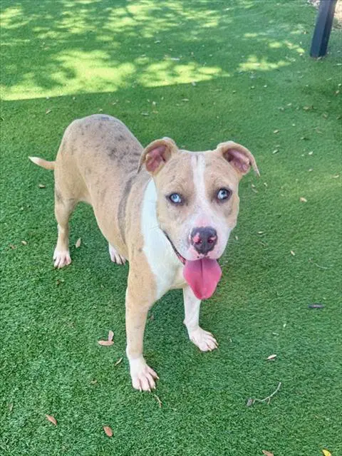 Celeste - Catahoula Leopard Dog