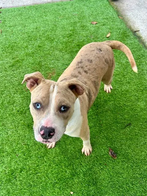 Celeste - Catahoula Leopard Dog