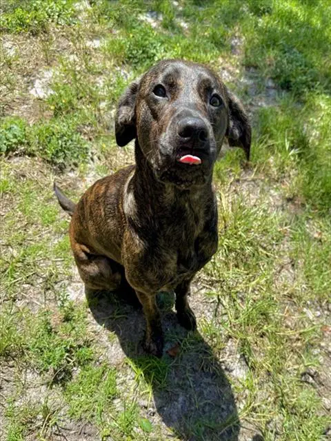 Joyce - Plott Hound